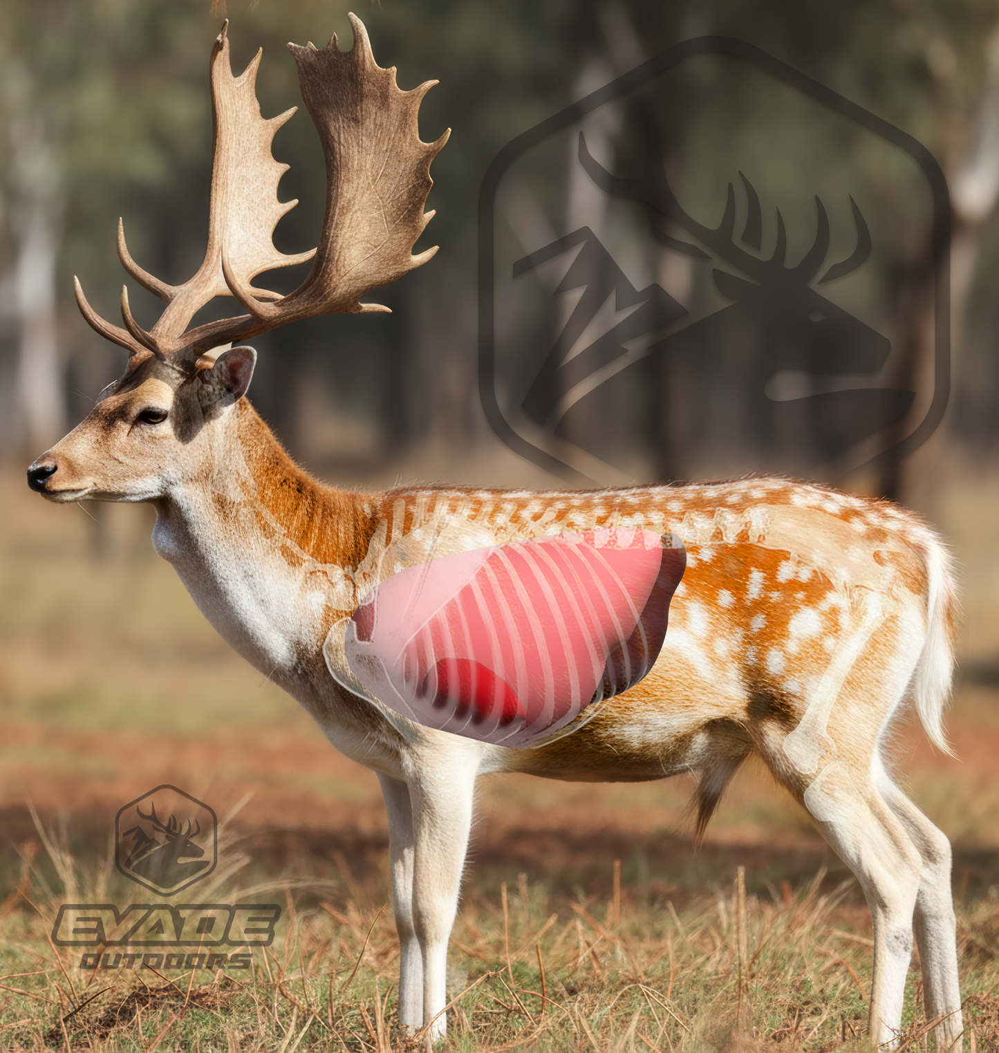 VITALS TARGET - Fallow Buck